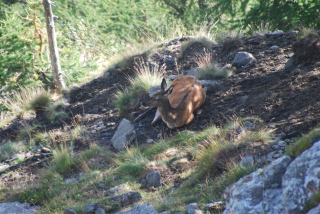 PASSIONE PER IL CERVO